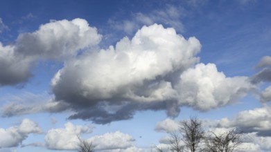 Large white cloud Cumulus against blue sky, birch alley and mixed forest down in front, Germany