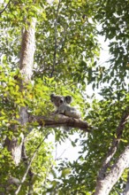 Koala on a tree in its natural habitat near Pumpenbil, Tweed Shire, New South Wales, Australia