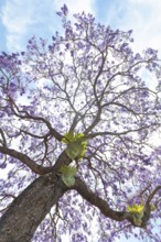Beautiful rosewood tree (Jacaranda mimosifolia) in full bloom with magical purple-blue flowers. A