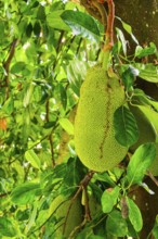 Jackfruit or Nangka (Artocarpus heterophyllus) plantation, Kandy, Sri Lanka