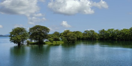 Trees growing in the water of the Uda Walawe lake reservoir, Uda Walawe, Sri Lanka