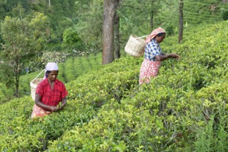 Tea picker harvesting in the Glenloch tea factory, Nuwara Eliya, Sri Lanka