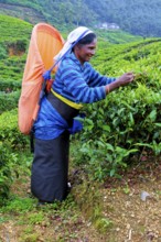 Tea picker harvesting in the Glenloch tea factory, Nuwara Eliya, Sri Lanka