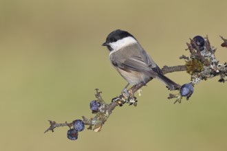 Willow tit (Parus montanus), sitting on a branch in a blackthorn bush, (Prunus spinosa), sloes,