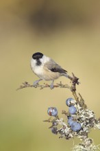 Willow tit (Parus montanus), sitting on a branch in a blackthorn bush, (Prunus spinosa), sloes,