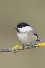 Willow tit (Parus montanus), willow tit (Parus montanus) sitting on a branch covered with moss and