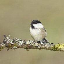 Willow tit (Parus montanus), willow tit (Parus montanus) sitting on a branch covered with moss and