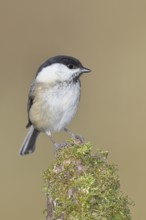 Willow tit (Parus montanus), willow tit (Parus montanus) sitting on a branch covered with moss,