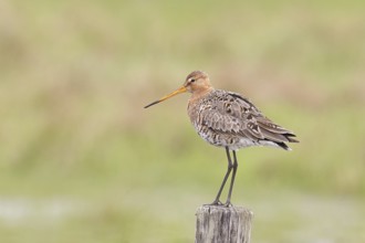 Blacktail (Limosa limosa), sitting room, on a fence post, snipe birds, wildlife, nature