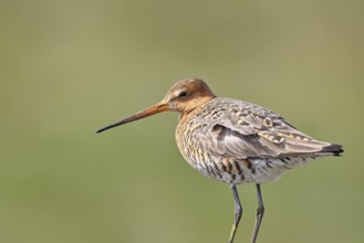 Blacktail (Limosa limosa), sitting room, on a fence post, snipe birds, animal portrait, wildlife,