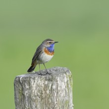 Bluethroat (Luscinia svecica cyanecula), male, on a pasture fence post, wildlife, lembruch, ox