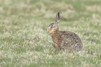 Brown hare (Lepus europaeus) sitting in a meadow, North Rhine-Westphalia, Germany