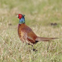 Pheasant, hunting pheasant (Phasianus colchicus), adult male bird in a meadow, wildlife, lembruch,