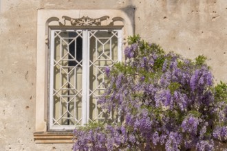 Blooming wisteria on old house wall, Portugal
