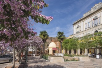 An urban square with blooming trees and historic buildings on a clear day, City Hall and PraÃ§a