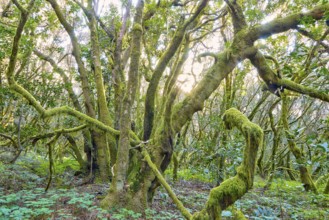 Huge trees covered with moss in the forest, laurel forest, La Laguna Grande, Garajonay National