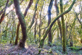 Trees in the forest glow golden in sunlight, laurel forest, La Laguna Grande, Garajonay National