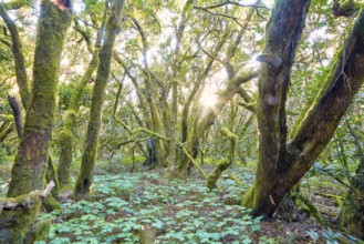 Dense green vegetation with sunlight in the forest, laurel forest, La Laguna Grande, Garajonay