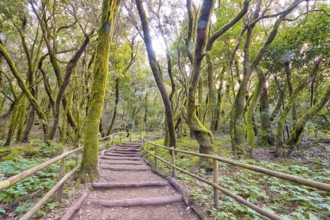 A trail with wooden railings leads through the forest, laurel forest, La Laguna Grande, Garajonay
