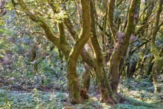 Overgrown trees with moss in a thick forest, laurel forest, La Laguna Grande, Garajonay National