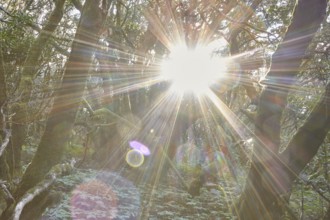 Bright sunlight breaks through the trees in the forest, Laurel Forest, La Laguna Grande, Garajonay