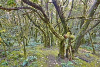 Tangled trees in thick, mossy forest, laurel forest, La Laguna Grande, Garajonay National Park,