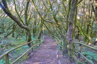 A wooded trail surrounded by mossy trees, laurel forest, La Laguna Grande, Garajonay National Park,