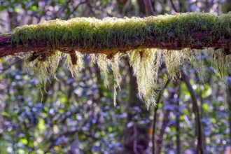 A branch covered with moss in the forest illuminated by sunlight, laurel forest, La Laguna Grande,