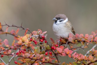 Tree sparrow (Passer montanus) sitting in a barberry bush, Littlewood Ranch, Limbach, Burgenland,