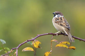 Tree sparrow (Passer montanus) sitting in a wild rose bush, Littlewood Ranch, Limbach, Burgenland,