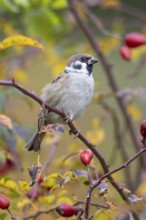 Tree sparrow (Passer montanus) sitting in a wild rose bush, Littlewood Ranch, Limbach, Burgenland,
