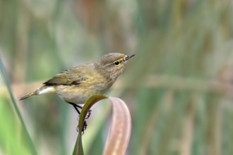Zilpzalp (Phylloscopus collybita) sitting on a leaf, Littlewood Ranch, Limbach, Burgenland, Austria