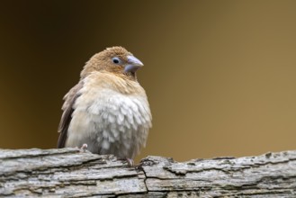 Nutmeg, nutmeg finch, nutmeg bronze male (Lonchura punctulata), young bird, animal world