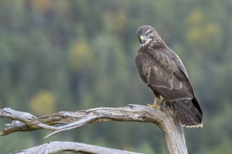 Buzzard (Buteo buteo) sitting on a branch, Terfens, Tyrol, Austria