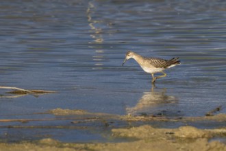 Combat runner (Calidris pugnax) searching for food in shallow water, simple dress, Naturquartier