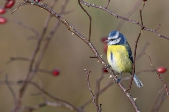 Blue tit (Parus caeruleus) sitting on a branch of an autumnal wild rose bush, Littlewood Ranch,