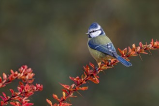 Blue tit (Parus caeruleus) sitting on an autumn barberry branch, Littlewood Ranch, Limbach,