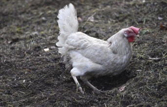 Hen, Gallus gallus domesticus, looking for food in a free-range farm, organic farming,