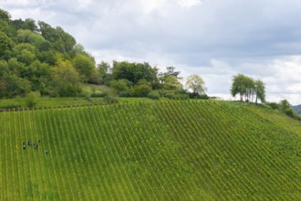 People work in a vineyard on a green hill under cloudy sky, grape grape harvest, near Korb im