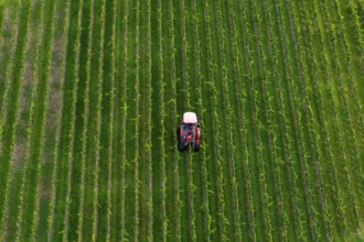 A grape harvester drives through orderly green fields, plants planted in straight lines, grape