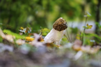 Common stink morel (Phallus impudicus), Germany