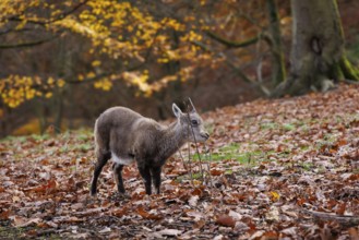 Young alpine ibex (Capra ibex), Germany