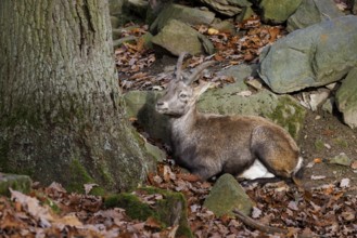 Alpine Ibex (Capra ibex), Germany