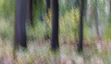 In the beech forest (ICM), Germany