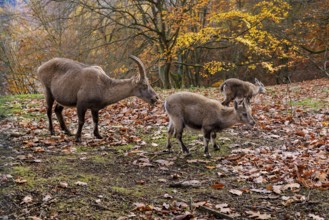 Alpine ibex (Capra ibex) with young animals, Germany