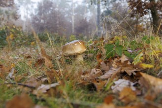 Porcini (Boletus), Germany