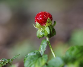 Forest strawberry (Fragaria vesca), Germany