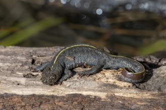 Alpine crested newt (Triturus carnifex), or Italian crested newt, Littlewood Ranch, Limbach,