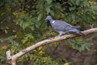 Ringed dove (Columba palumbus) sitting on a branch, Littlewood Ranch, Limbach, Burgenland, Austria