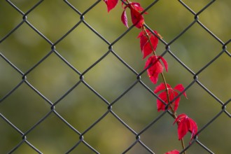 Red grape leaves on a wire tooth, Herberstein Wildlife, Herberstein, Styria, Austria